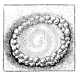 Herpes coronoid, vintage engraving