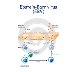 Herpes. The Epstein-Barr virus EBV replication cycle photo