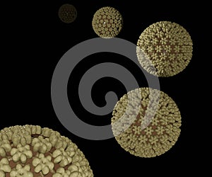 Herpes simplex virus 1 and 2 (HSV-1 and HSV-2