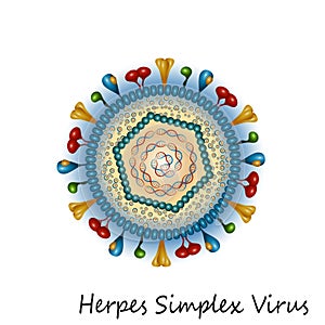 Herpes simplex virus particle structure photo