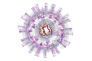 Herpes simplex virus structure photo