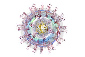 Herpes simplex virus structure photo