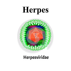 Herpes structure. Herpes virus infection. Sexually transmitted diseases. Infographics. Vector illustration on isolated