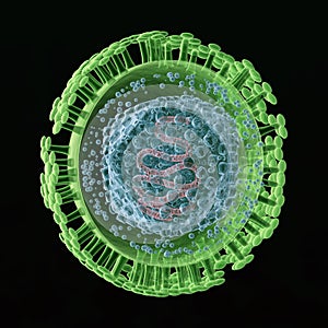 Herpes Virus photo