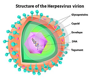 Herpes virus structure photo