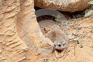 Herpestes-mongooses