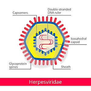 Herpesviridae. Classification of viruses. photo