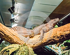 Herpetoculture, brown amboina sail fin lizard laying on a branch, tropical terrarium pet from Indonesia