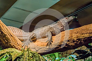 Herpetoculture, closeup of a amboina sail fin lizard, tropical terrarium pet from Indonesia