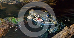 Herpetoculture, feeding a dwarf caiman alligator some meat, crocodile eating food, face of a crocodile above the water