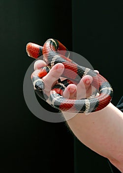 A herpetologist holds a small nonvenomous Kingsnake in a zoo