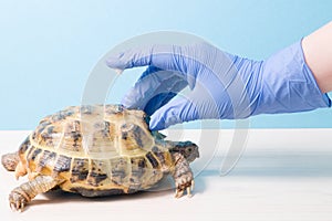 Herpetologist`s veterinarian gives a drop of medicine from a pipette to a land tortoise