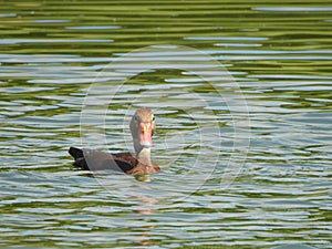Herradura Costa Rica duck in the pond photo