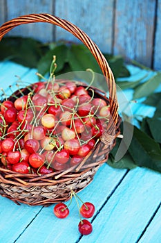 Herries in a large wicker basket