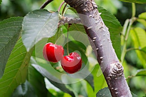 Ð¡herries tree, cherries with green foliage