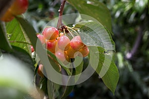 Ð¡herries tree, cherries with green foliage