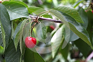 Ð¡herries tree, cherries with green foliage