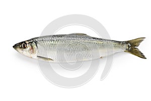 Herring