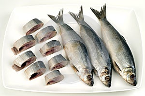 Herring