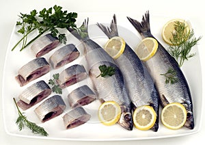 Herring