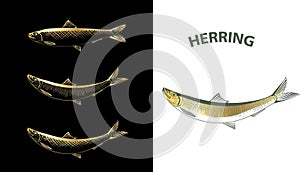 Herring