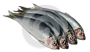 Herring