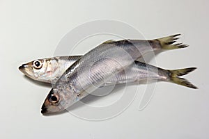 Herring or Baltic herring (Clupea harengus membras) on a white background