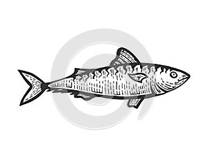 Herring Clupea fish sketch engraving vector