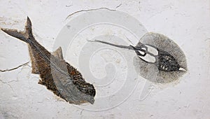 A herring Diplomystus and a Stingray Heliobatis radians foss