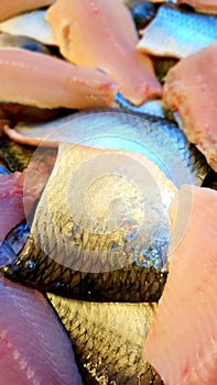 Herring filets closeup, clupea harengus