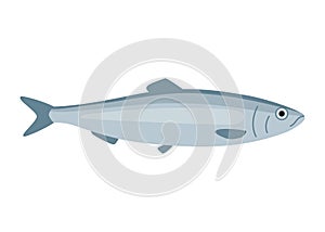 Herring fish, clupea harengus, seafood and underwater color animal. Water delicacy, gourmet. Fishing. Vector