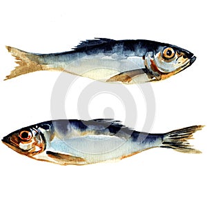 Herring fish. watercolor painting