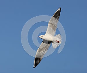 Herring Gull