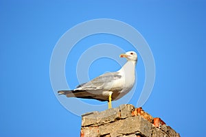 Herring-gull