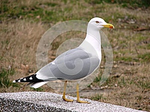 Herring-gull