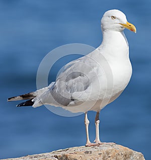 Herring Gull