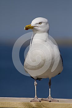 Herring Gull