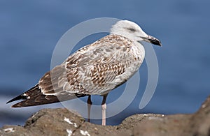 Herring Gull