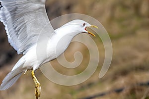 Herring Gull in Alaska, Abundant Near Coaastlines and Water