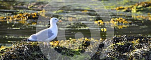 Herring gull on alga