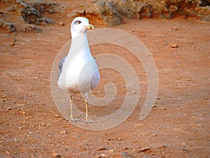 Herring Gull in the Algar Seco on the Atlantic Ocean