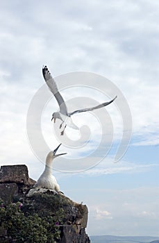 Herring Gull attacking Gannet photo