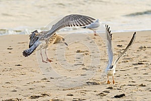 Herring gull on a beach of the Baltic Sea