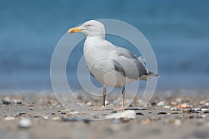 Herring gull at beach of German island Dune near Helgoland