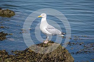 A Herring Gull on the Beach at Morecambe, Lancashire