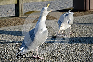 Herring gull the beak open