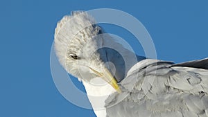 Herring gull with blue background