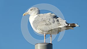 Herring gull with blue background