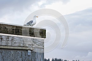 Herring gull on a building.