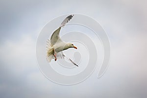 Herring gull catching an insect